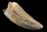 Tyrannosaur Tooth - Judith River Formation #70069-1